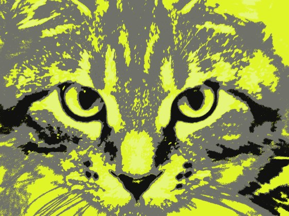 Kater - © ute kawik  / pixelio.de